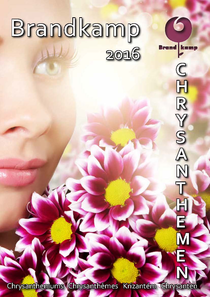 01.12.2015 The new Chrysanthemum catalog Brandkamp Jungpflanzen