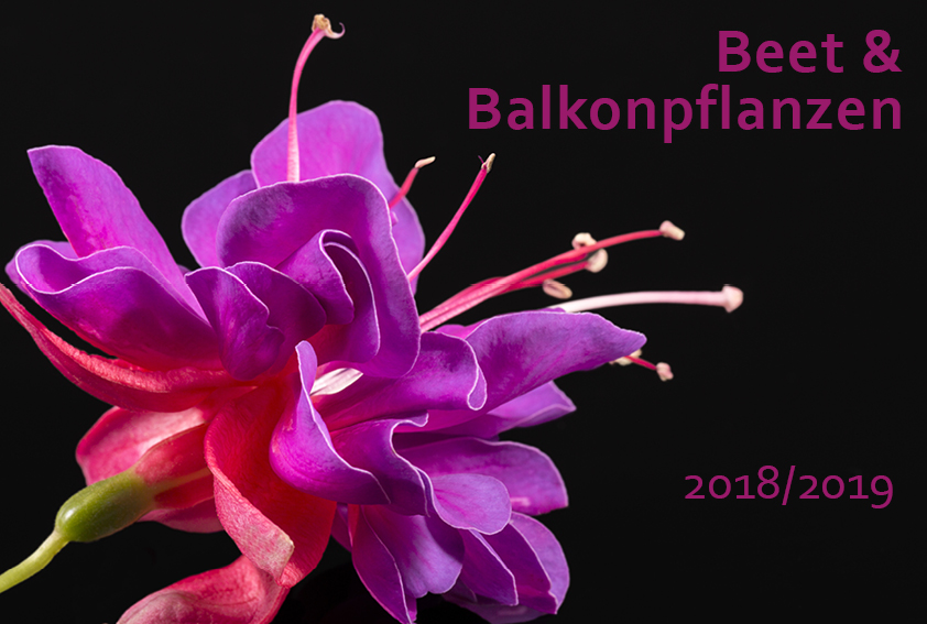 Beetpflanzen Katalog 2018/19 Beetpflanzen Katalog 2018/19