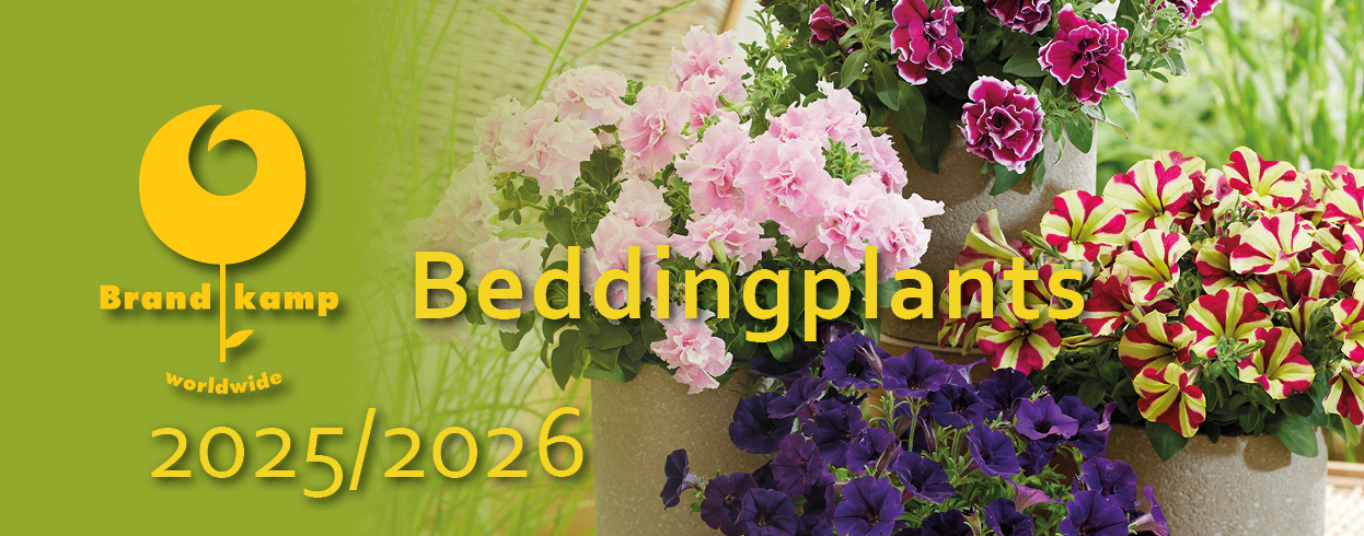 Beddingplants 2025/2026