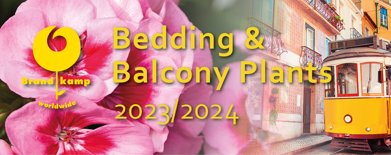 Beddingplants 2023/2024