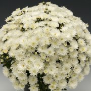 Chrysanthemums - Brandkamp Jungpflanzen